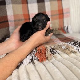 Frosty - Black tri-color male Aussiedoodle puppy in Sweetwater, Florida from Sandy Snout Doodles