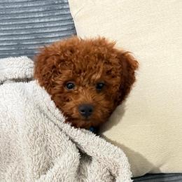 Goldendoodles and Poodles from Honey Blossom Doodles