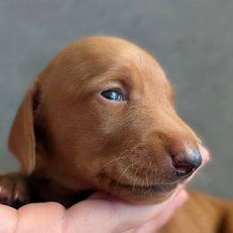 Ron Weasley - Red male Dachshund puppy in Scottsdale, Arizona from Floppy Eared Friends Miniature Dachshund and  Bassett Hounds
