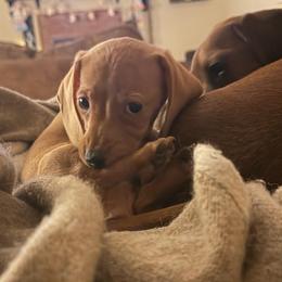 Garfield - Red male Dachshund puppy in Madisonville, Texas from Little B’s Dachshund Farm