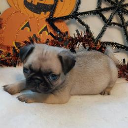 Boy 2 Orange Collar - Fawn male Pug puppy in Blountsville, Alabama from Rock Springs Pugs
