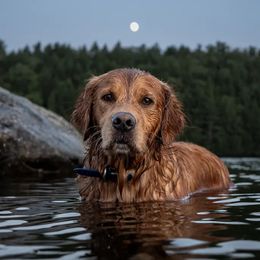 Golden Retrievers from Moose Goldens