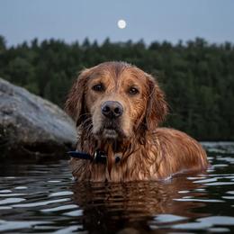 Golden Retrievers from Moose Goldens