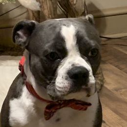 Judge - Boston Terrier