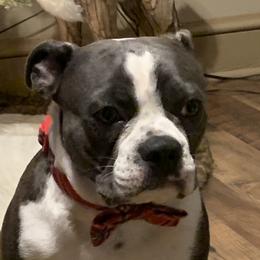 Judge - Boston Terrier