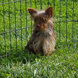 Adele - Chocolate and tan female Yorkshire Terrier puppy in Grafton, West Virginia from Gemstone Kennel