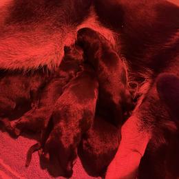 Orange collar - Black and tan male German Shepherd puppy in Worthington, Indiana from Aus Gerstbrei German Shepherds