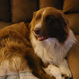 Ceph - Australian Shepherd