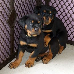 Pomsky, Rottweiler, Shetland Sheepdog, and Toy Shetland Sheepdog Puppies from Mountain High Kennels