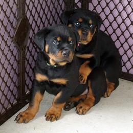 Pomsky, Rottweiler, Shetland Sheepdog, and Toy Shetland Sheepdog Puppies from Mountain High Kennels