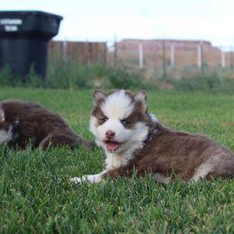Candy - Chocolate female Pomsky puppy in Uintah County, Utah from Bingo's Wolfhounds, Lollipop Pomskies