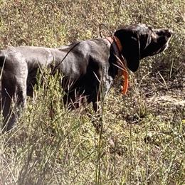 German Shorthaired Pointers from Hunting S Kennel