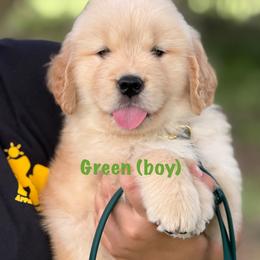 Green - Golden male Golden Retriever puppy in Mills River, North Carolina from Appalachian Dog Training LLC