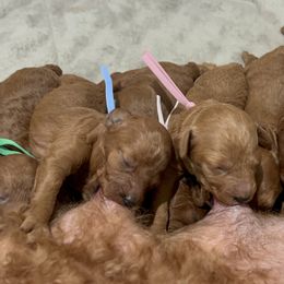 Poodle Puppies from Segovia Pups