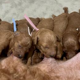 Poodle Puppies from Segovia Pups