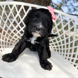 Lucy - Black female Bernedoodle puppy in Wamego, Kansas from Doodles of Oz