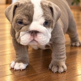 Bulldog Puppies from ABC Bulldogs