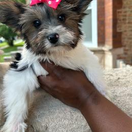 Iceland - Parti female Yorkshire Terrier puppy in Lynwood, Illinois from SaintNicksWay