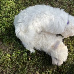 Coton de Tulear Puppies from Smoky Mountains Cotons