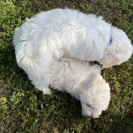 Coton de Tulear Puppies from Smoky Mountains Cotons