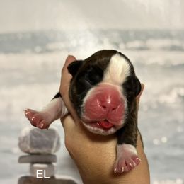 Boxer Puppies from Von Royal Dell’Infinite