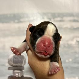 Boxer Puppies from Von Royal Dell’Infinite