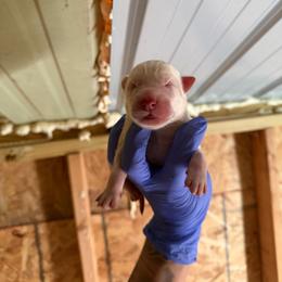 Girl 3 - White female Siberian Husky puppy in Uhland, Texas from Siberian Huskies