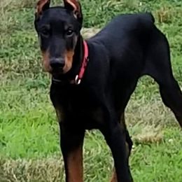 Doberman Pinscher All Grown Up from Gordon Farms Dobermans