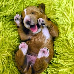 Cam - Red  male Goldendoodle puppy in Bradenton, Florida from Christianna’s Mini Goldendoodles