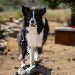 Zero - Border Collie