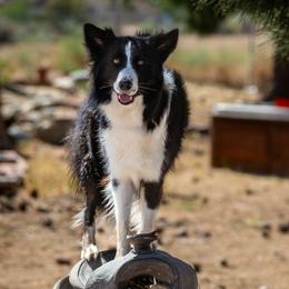 Zero - Border Collie