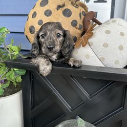 Puppy 2 - Brindle male Dachshund puppy in Bryan, Ohio from Wysteria Hill Doxies
