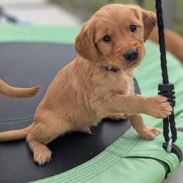 Golden Retriever Puppies from Fur Hollow Puppies