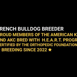 French Bulldogs from BOLD BLUE ENDEAVORS