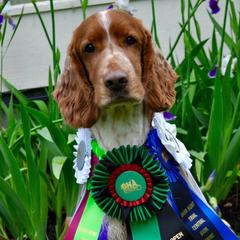 Welsh Springer Spaniels from Coppercrest Welsh Springer Spaniels