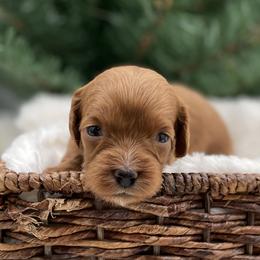 Mabel - Red  female Goldendoodle puppy in Kansas City, Kansas from Bella & Ivy’s Mini Goldendoodles of KC