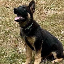 Turk - German Shepherd puppy from Cadillac Canine