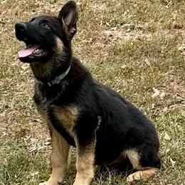 Turk - German Shepherd puppy from Cadillac Canine