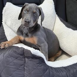Doberman Pinscher Puppies from Haus of Hound