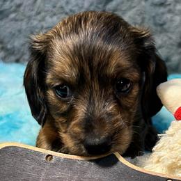 Victoria - Brindle female Dachshund puppy in Bigfork, Minnesota from Dachshunds Up North