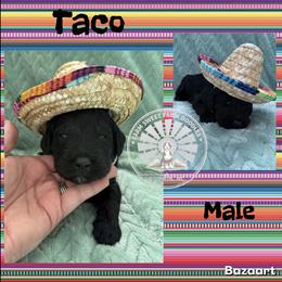 Taco - Tri-color male Bernedoodle puppy in Godwin, North Carolina from Farm Sweet Farm Doodles