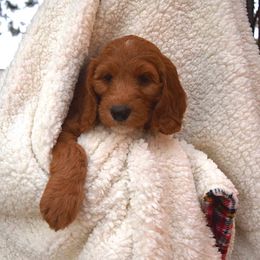 Goldendoodle Puppies from BB Doodles