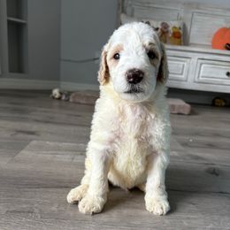 Charming - Parti male Goldendoodle puppy in Brooksville, Florida from Abby’s Standard Goldendoodles
