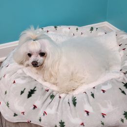 Angelita - Maltese