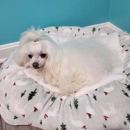 Angelita - Maltese