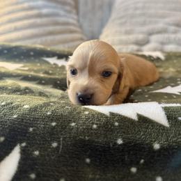 Rhonda - Cream female Dachshund puppy in Cabool, Missouri from Hidden Valley Farms