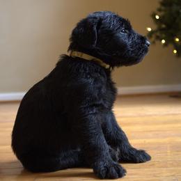 Eli- Yellow Collar - Black male Giant Schnauzer puppy in Bessemer, Alabama from The Copper Cottage Canines