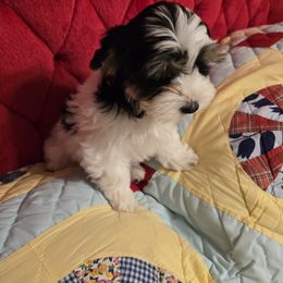 Yorkshire Terrier Puppies from Furever Love Yorkies TX Panhandle