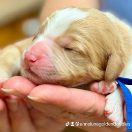 Lucky Jasper - Phantom male Goldendoodle puppy in Great Falls, Montana from AnneLuna Goldendoodles