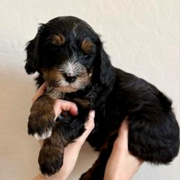 Boy 1 - Tri-color male Bernedoodle puppy in Phoenix, Arizona from Doodles of the Desert